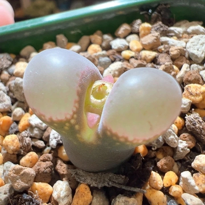 374。优选1802。匈牙利种源新品