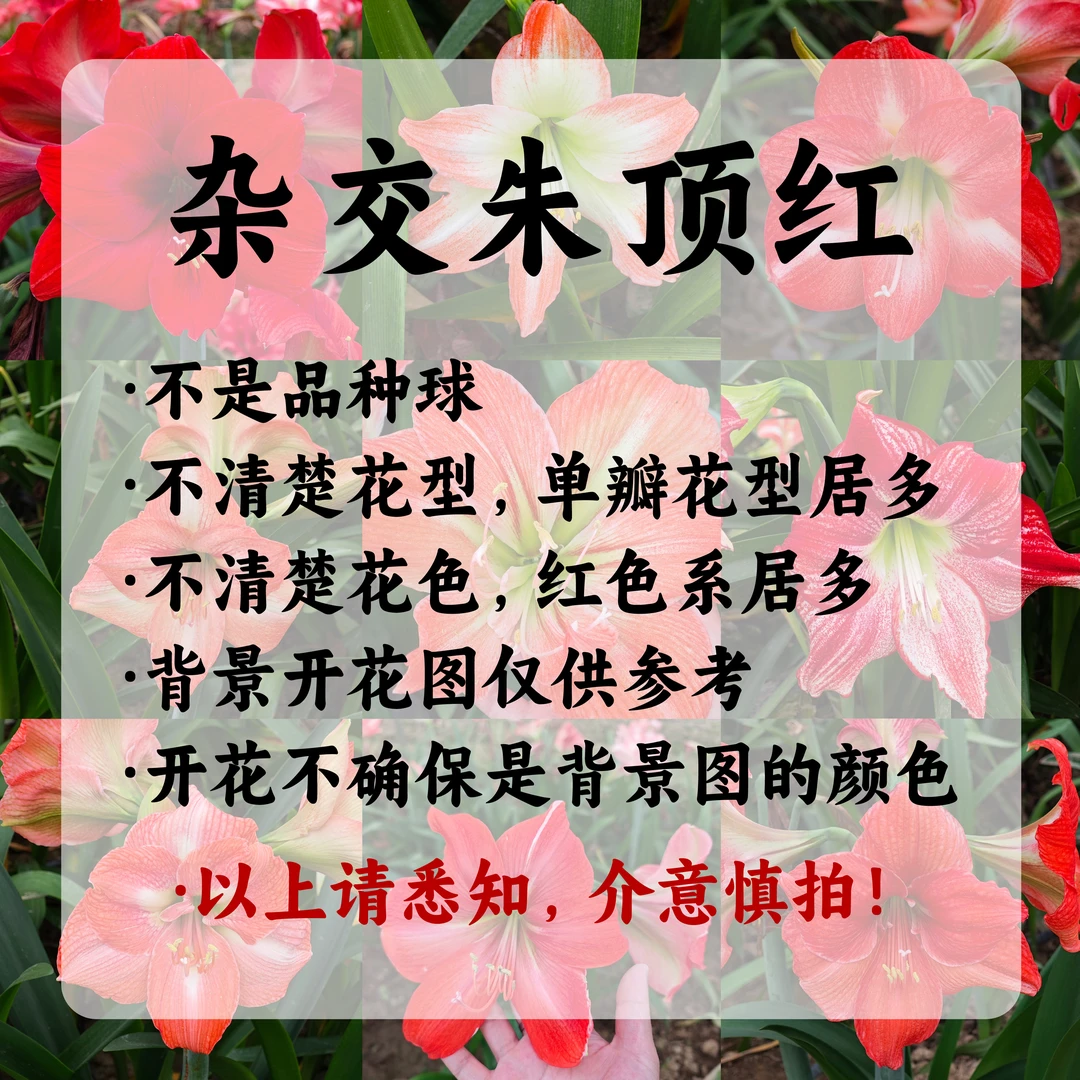 【杂交朱顶红】红色系单瓣多规格尺寸包邮花型花色看详情页不包养护