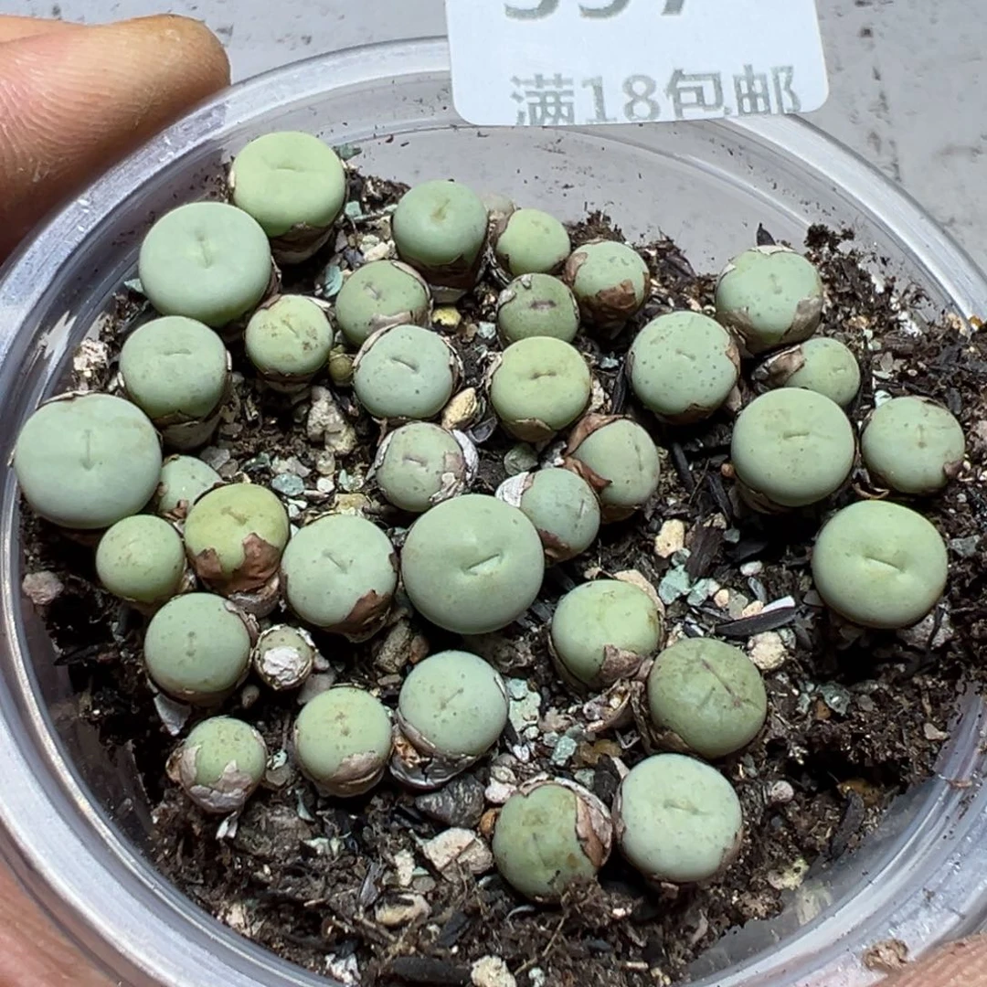【闪购商品】397。
