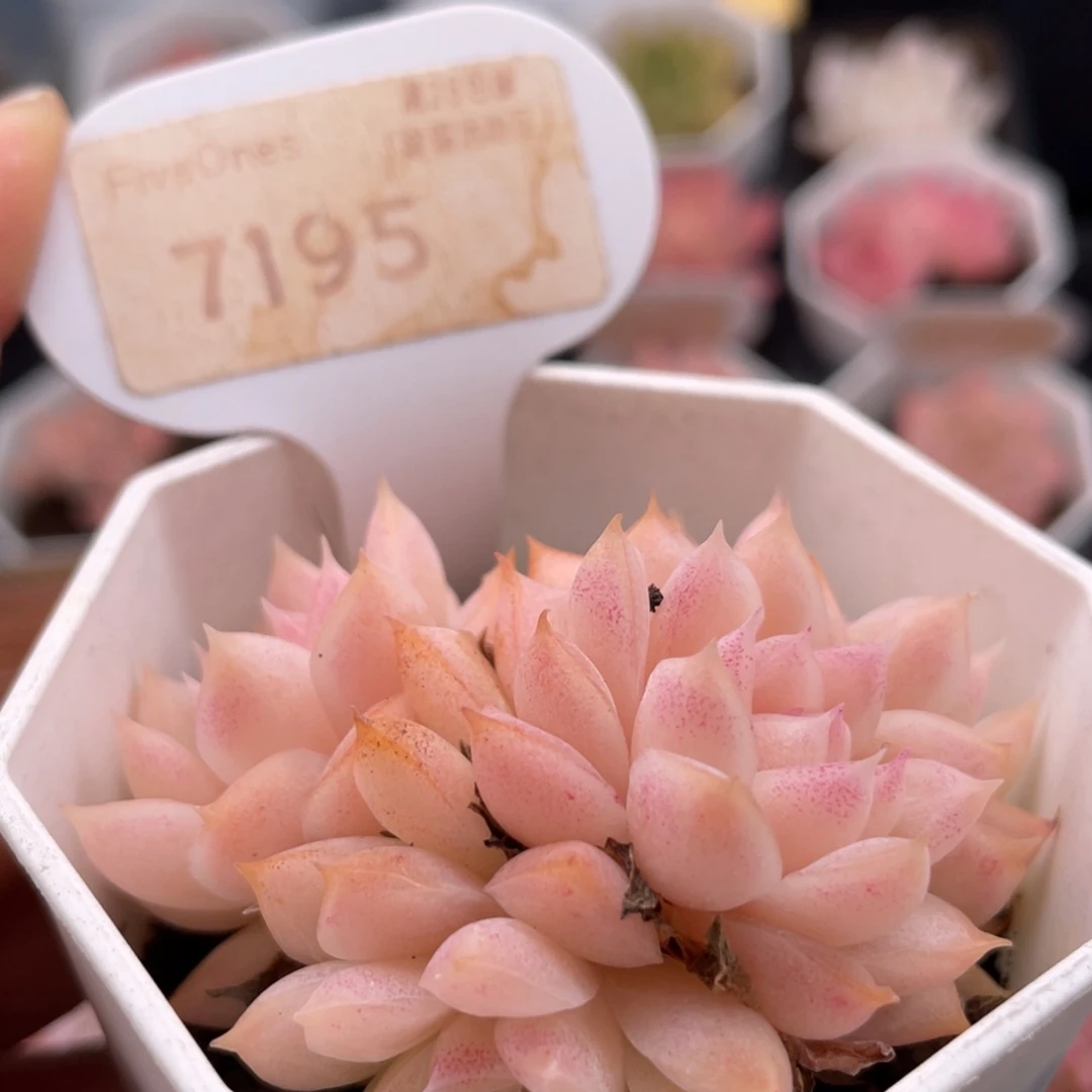 桃熏女王7195-6.5厘米