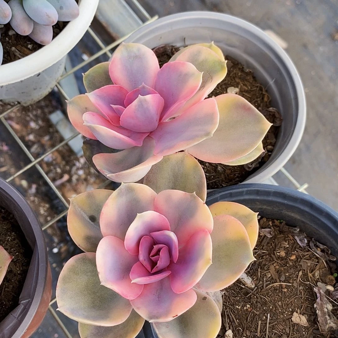 彩虹单头老桩2盆