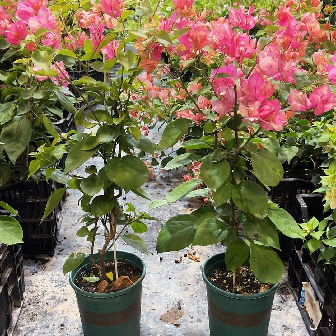 当前无花栽培后可以开花阿朱娜带竹一颗