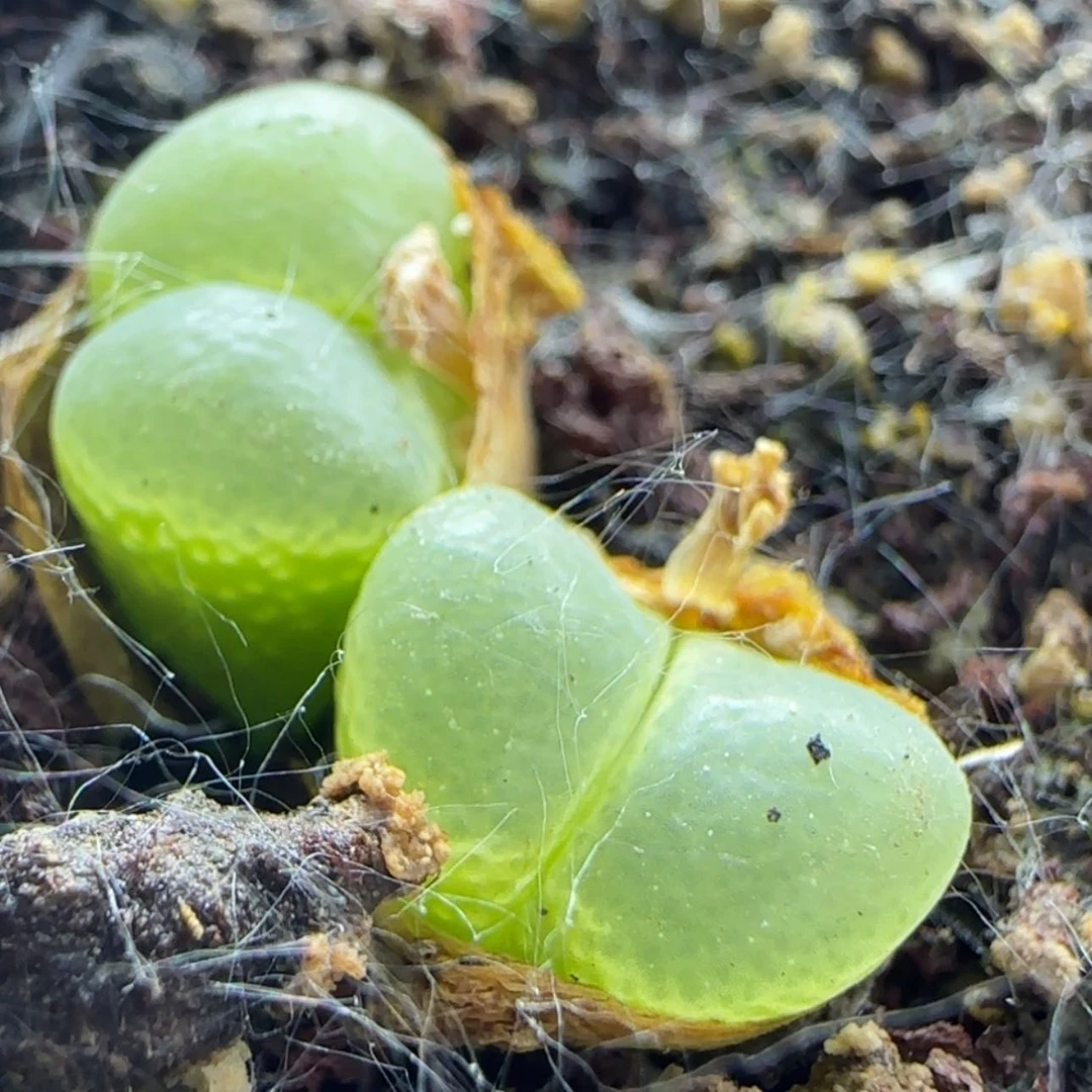 【闪购商品】安*12754