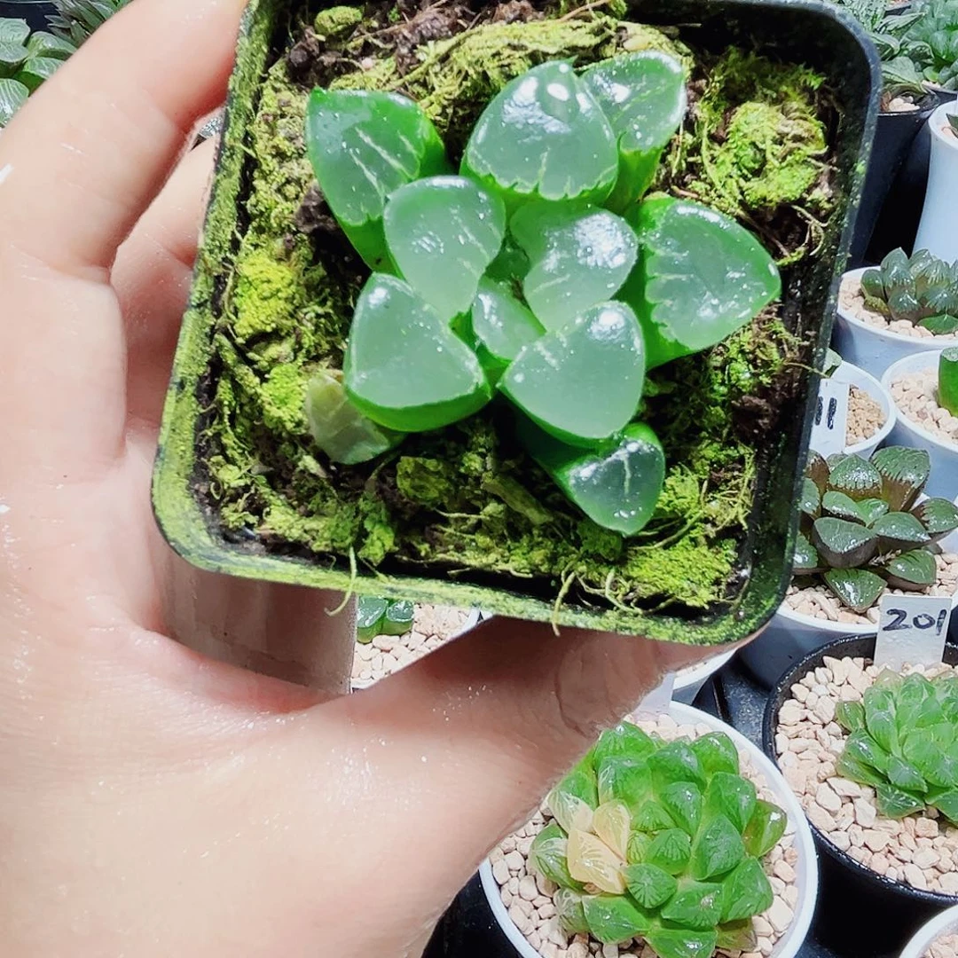 姬翠寿多肉植物666666