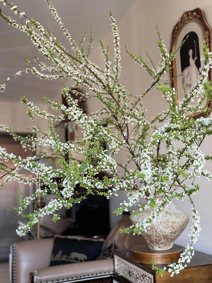 重瓣雪柳干枝鲜枝水养插花室内盆栽绿植花卉