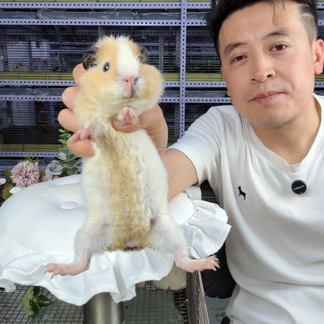 奶黄米奇耳美泰妹妹一个月