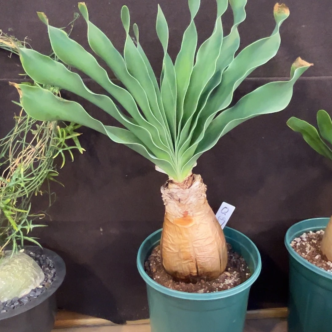 优选巨凤之卵，Q590