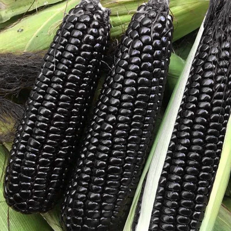 山东现掰现发绿色新鲜黏玉米安丘特产黑粘玉米带皮应季黑糯玉米