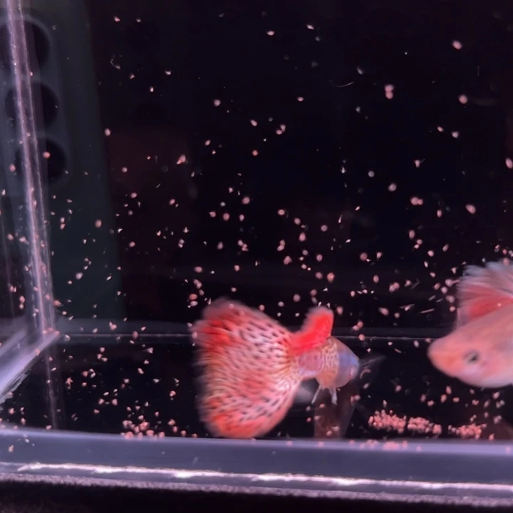 孔雀鱼金属花瓣蕾丝1对