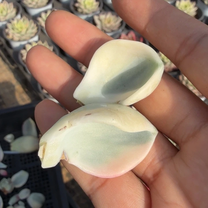 美尻锦一组叶片腹欧锦