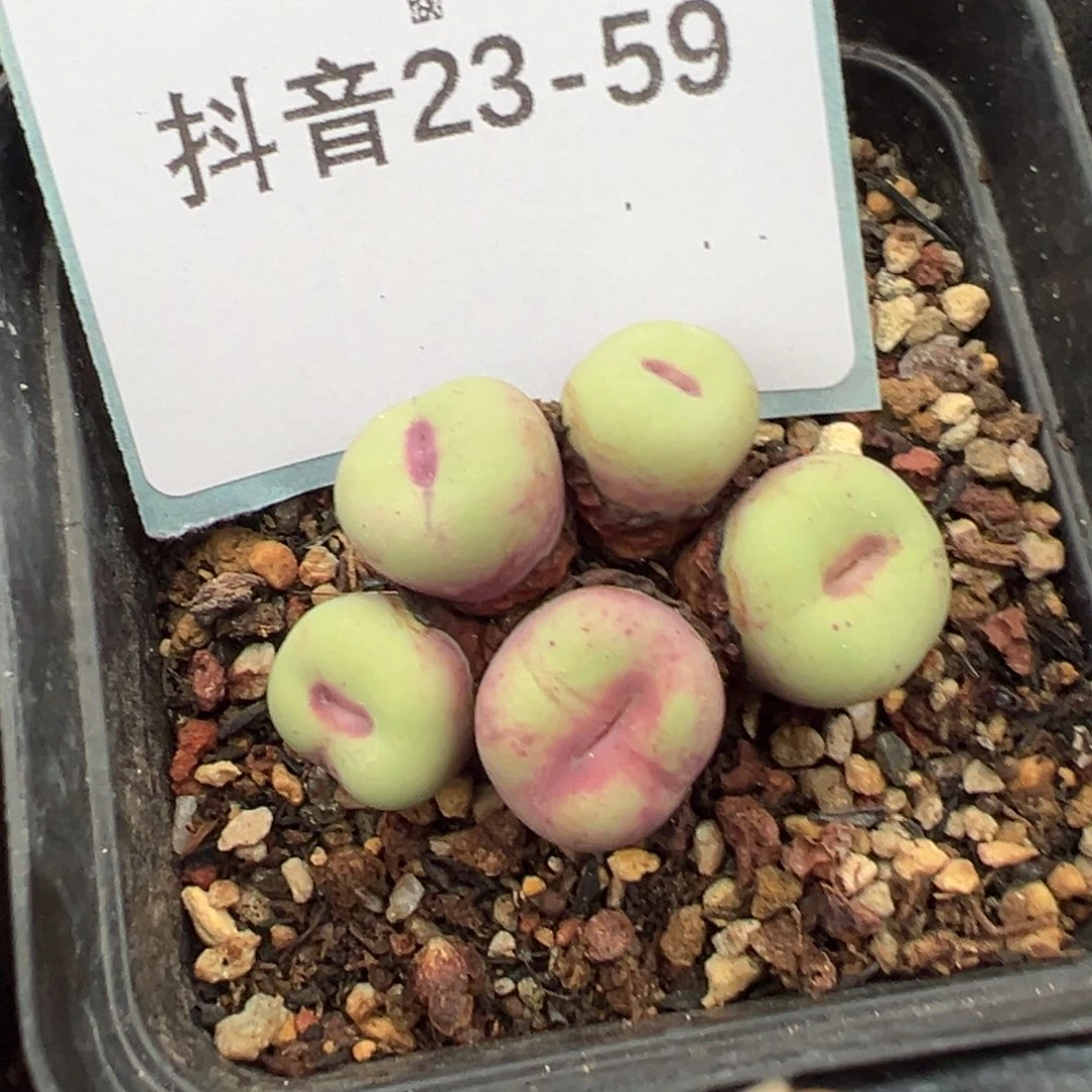 城***堡23-59肉锥多肉植物