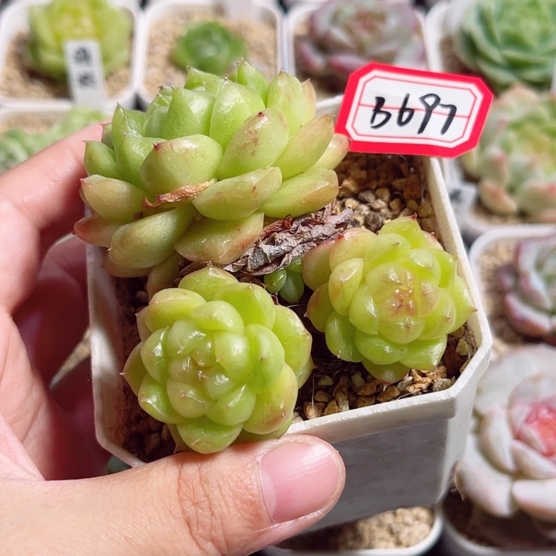 B697 一物一拍 泡泡龙
