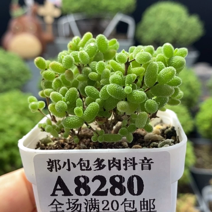 蜜橘糖球8280枝干番杏