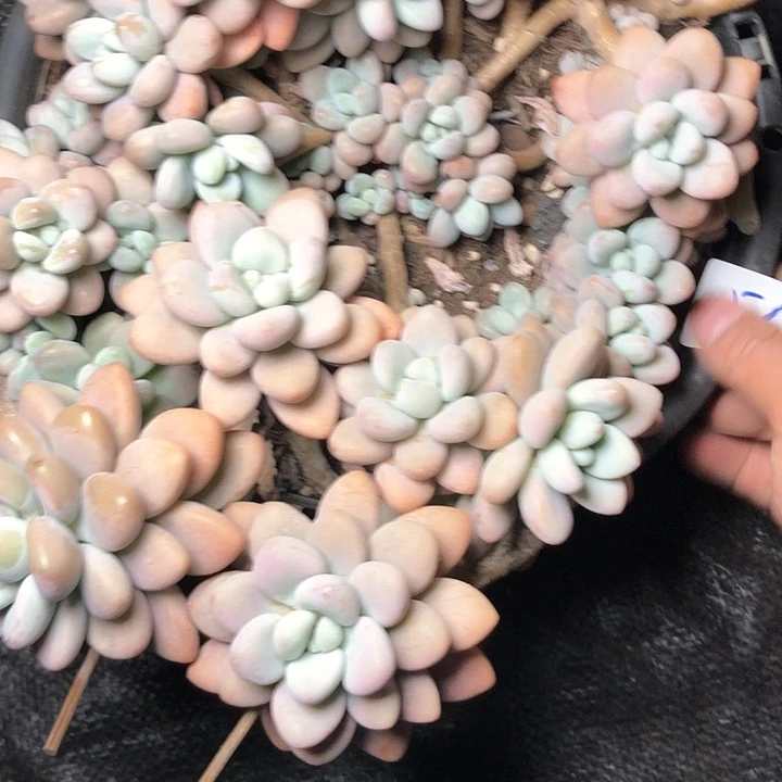 A****56///////////////