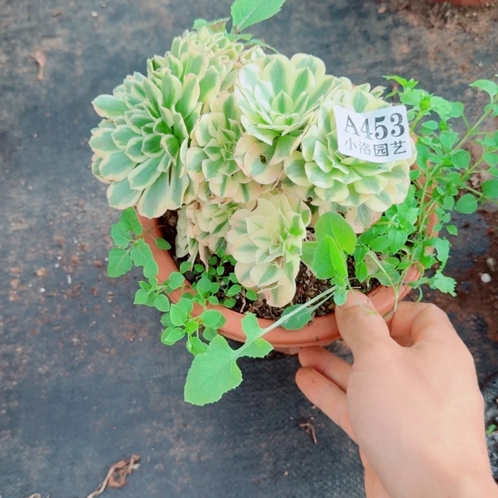 453迈巴赫缀化法师植物