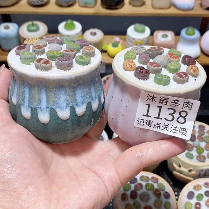 带盆土植物 精美盆栽1138