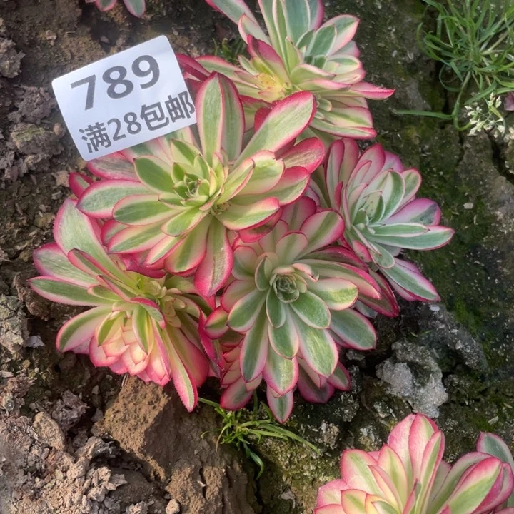 789二号棚倾城母本E