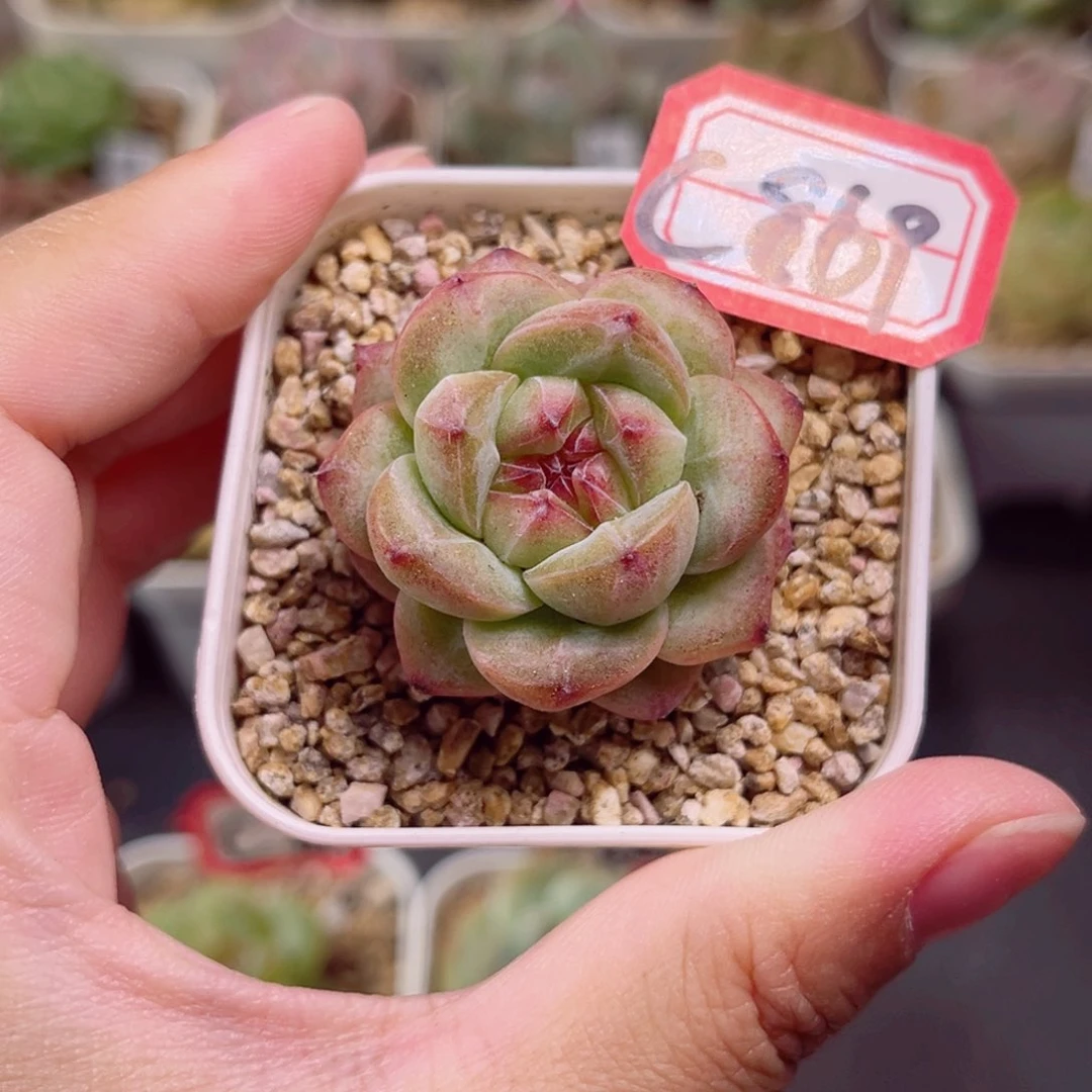 C869 一物一拍 18包邮 元秋