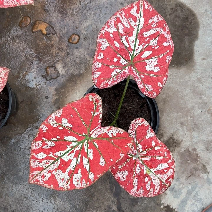 兰*018-0207猩红玛丽彩叶芋广东现货