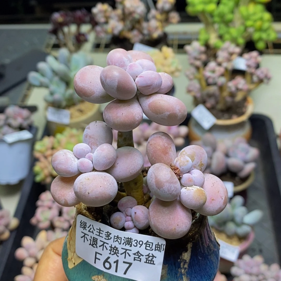617芭比奶多肉7c m