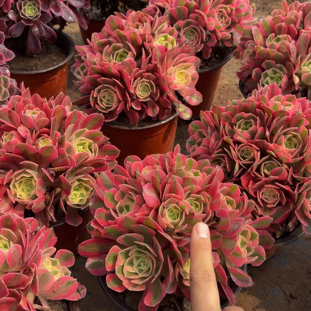 粉女巫绣球9.9法师多肉嫩