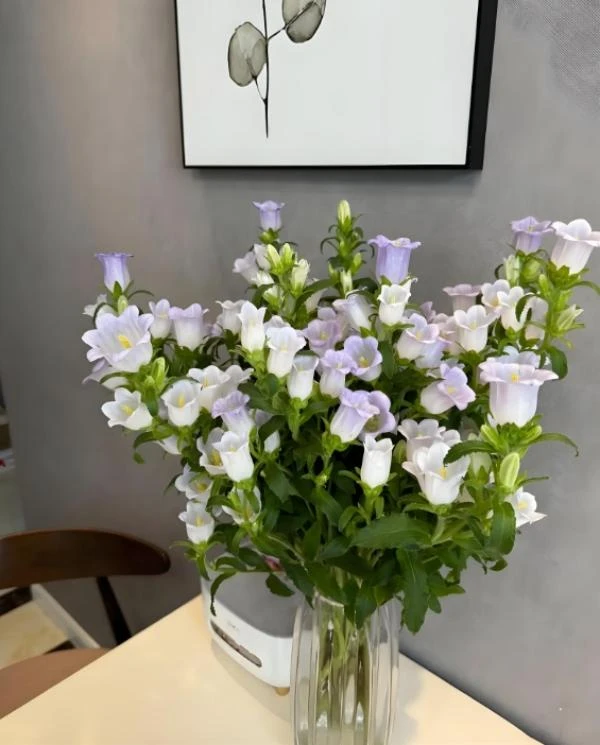 风铃鲜切花云南基地现剪现发一单包邮