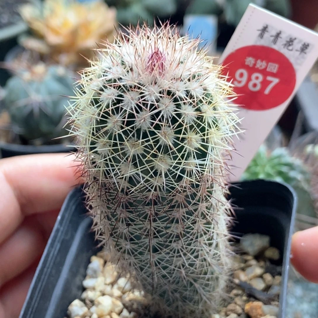 实生御旗虾3.3cm