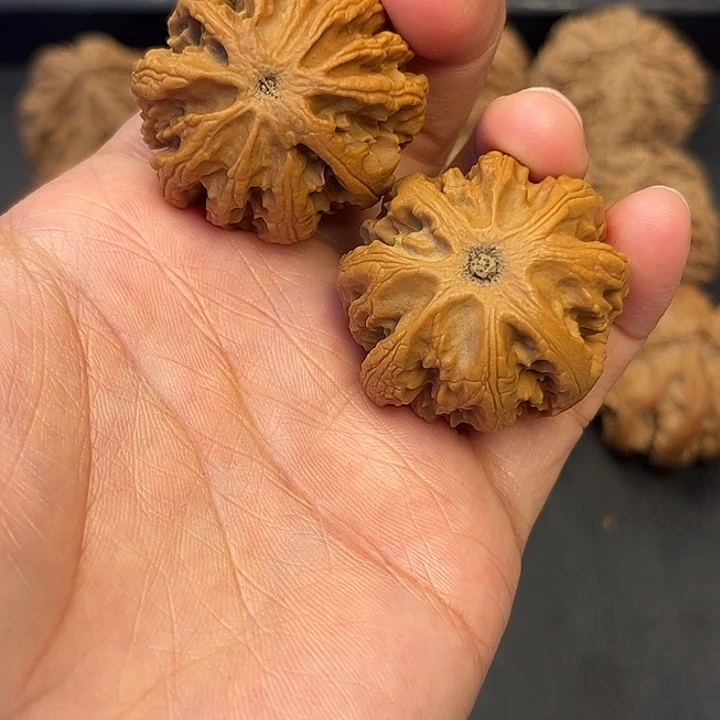 核桃秦岭突突突突突22