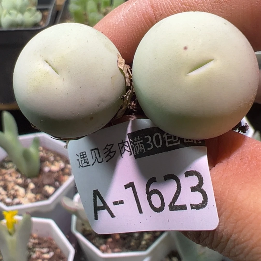 多肉植物11111111111
