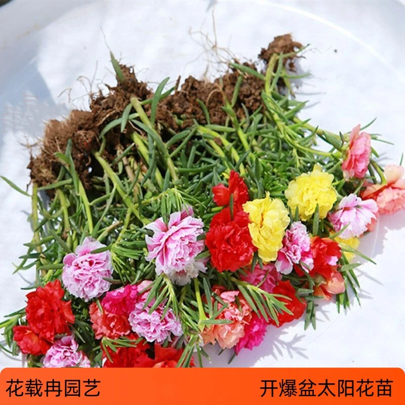 重瓣太阳花苗宿根混色植物绿植花卉盆栽四季开花带根带花苞发货