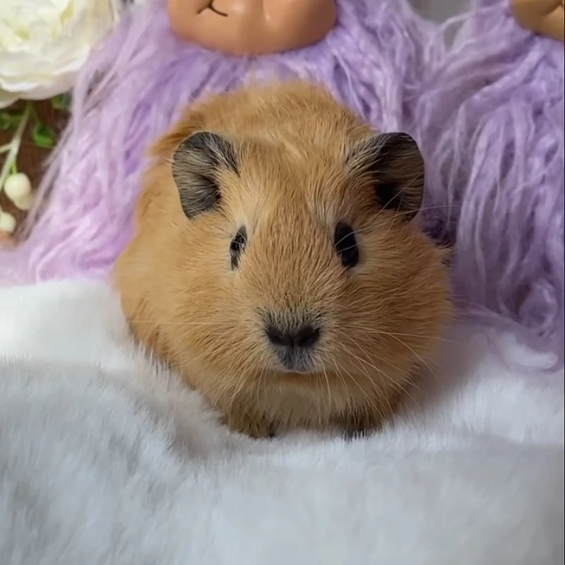 25677荷兰猪豚鼠活体宠物天竺鼠直播挑选乱背黄加州妹妹（C08）