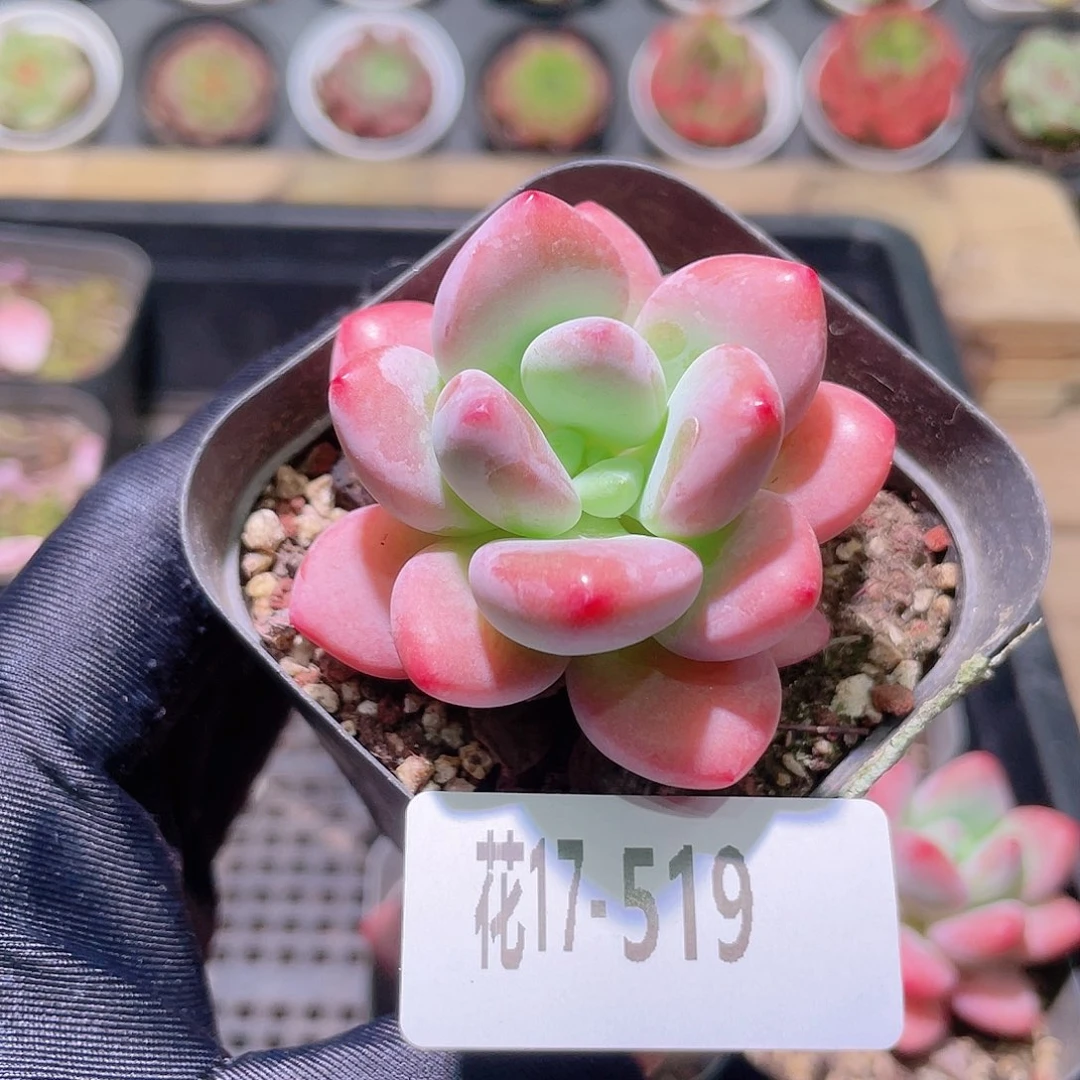 花利美17-519洛神