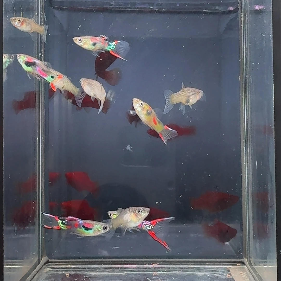 孔雀鱼双剑一缸10条