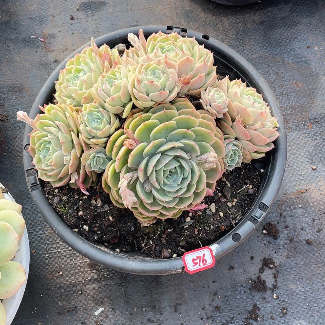 576安斯诺年尾清货一物一拍多肉