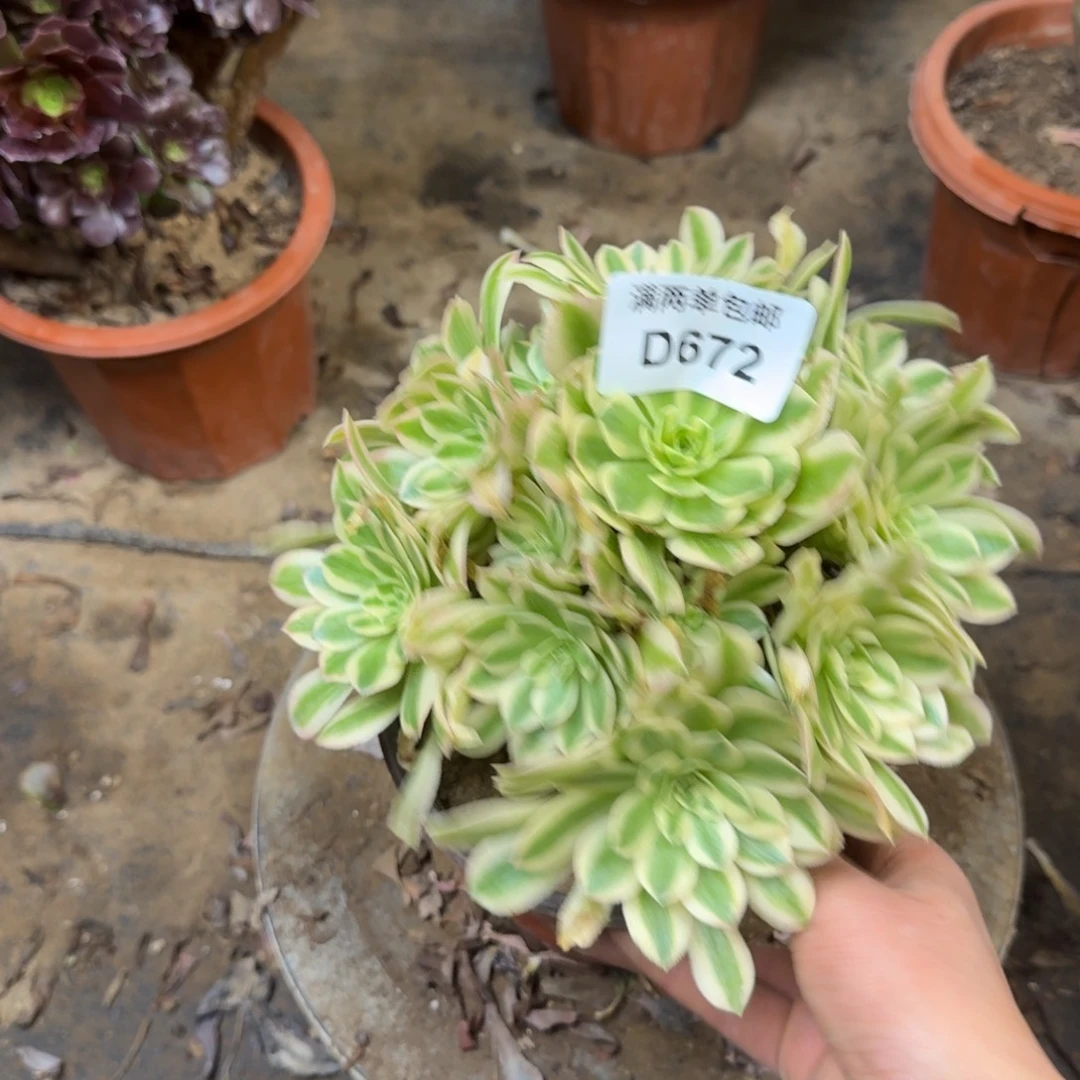 672迈巴赫法师多肉