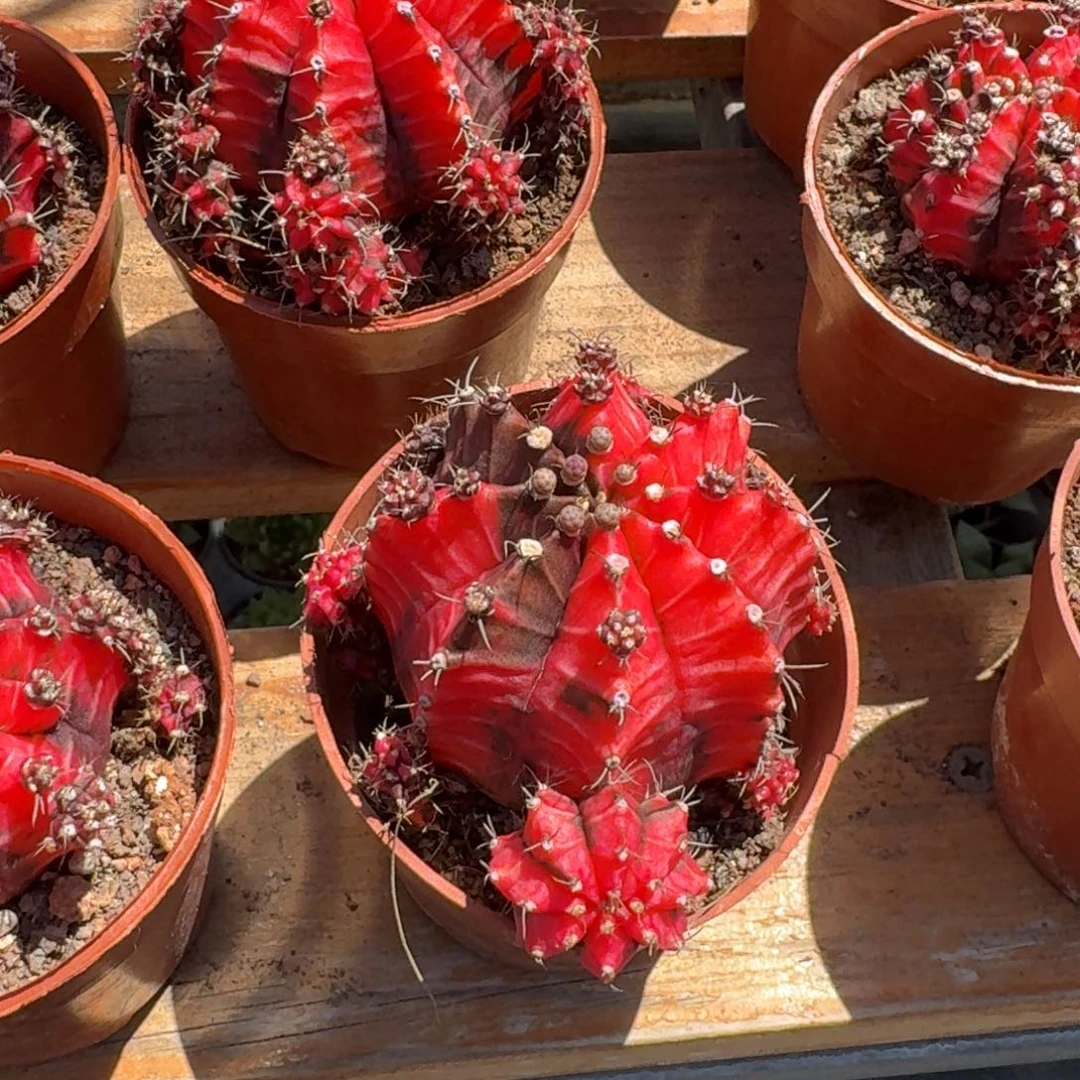 油画牡丹仙人球9㎝盆