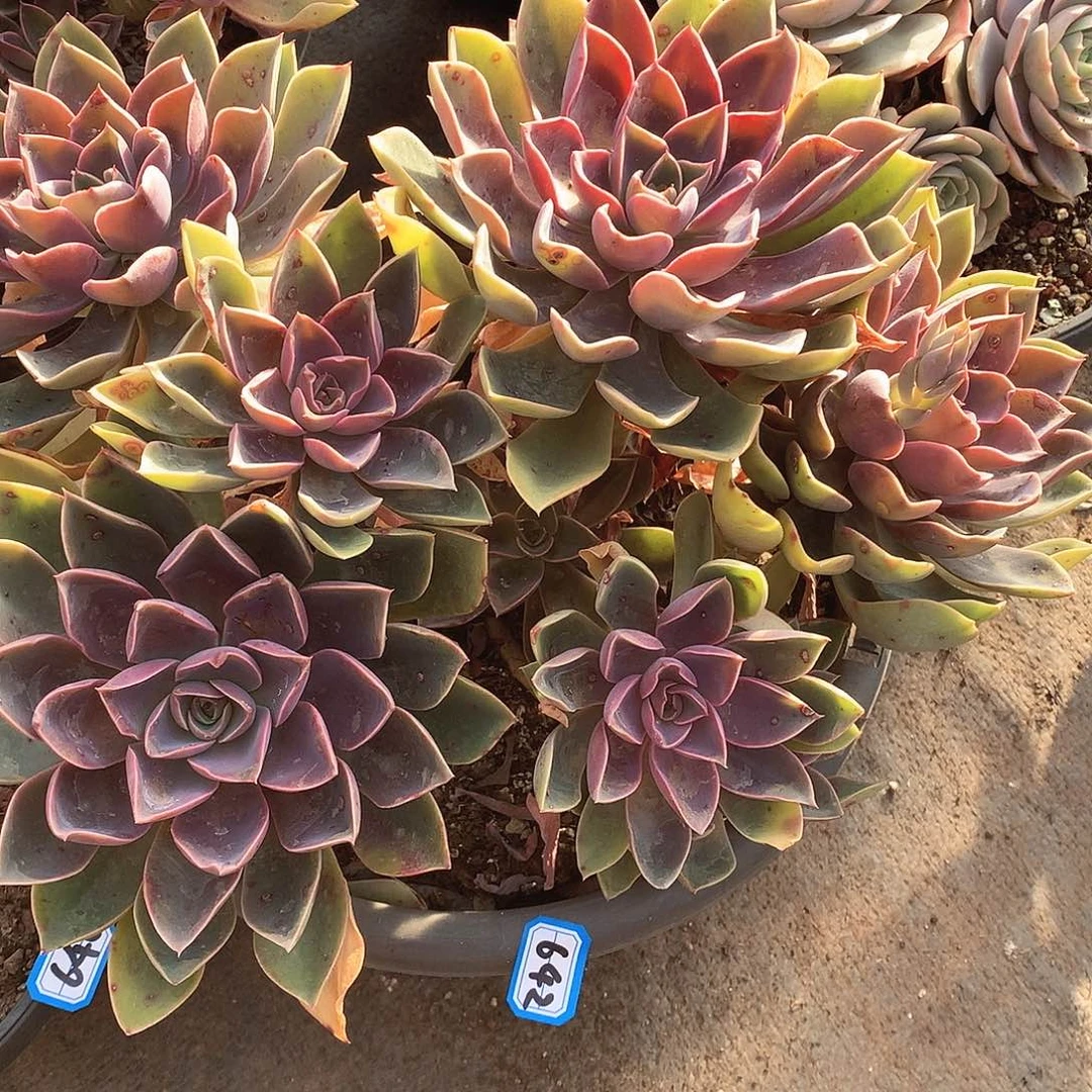 642紫气东来 一物一拍多肉