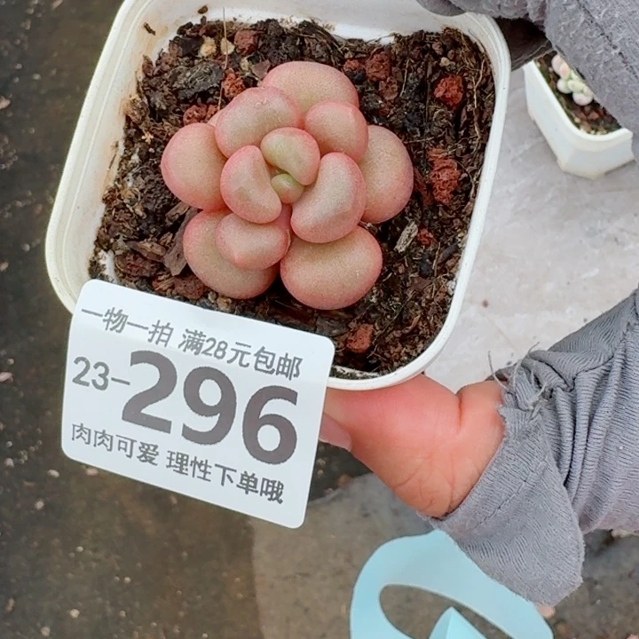 所罗门多肉无盆土发货无
