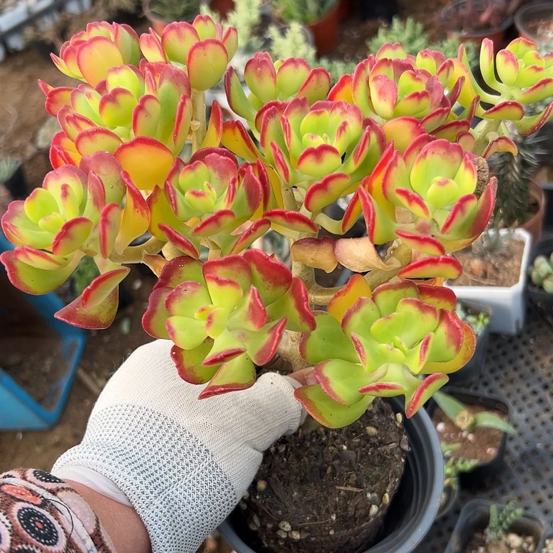 多肉植物达摩宝珠