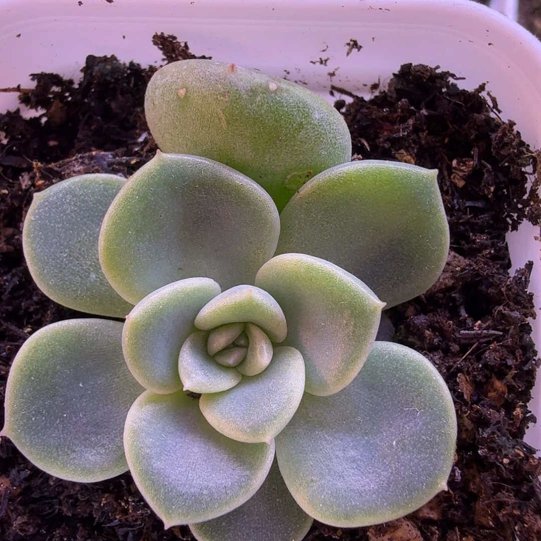 甜心极光叶插苗一物一拍