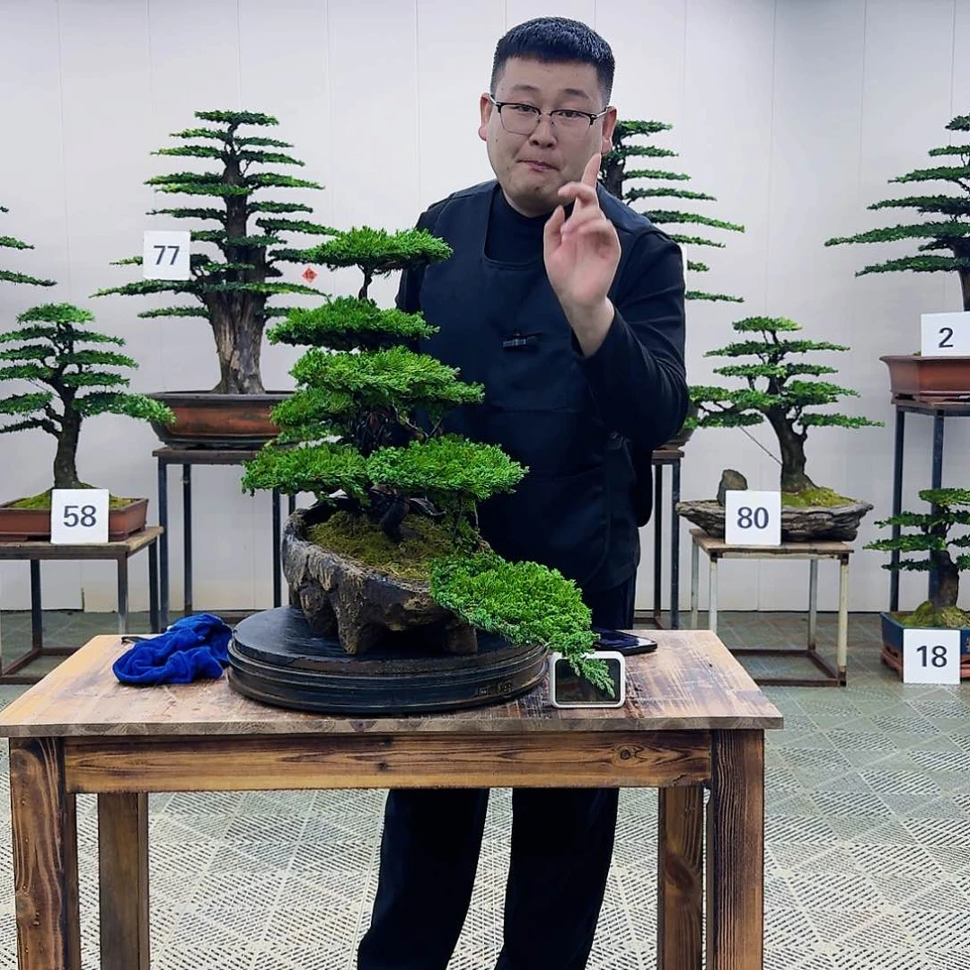 盆景柏树造型盆景