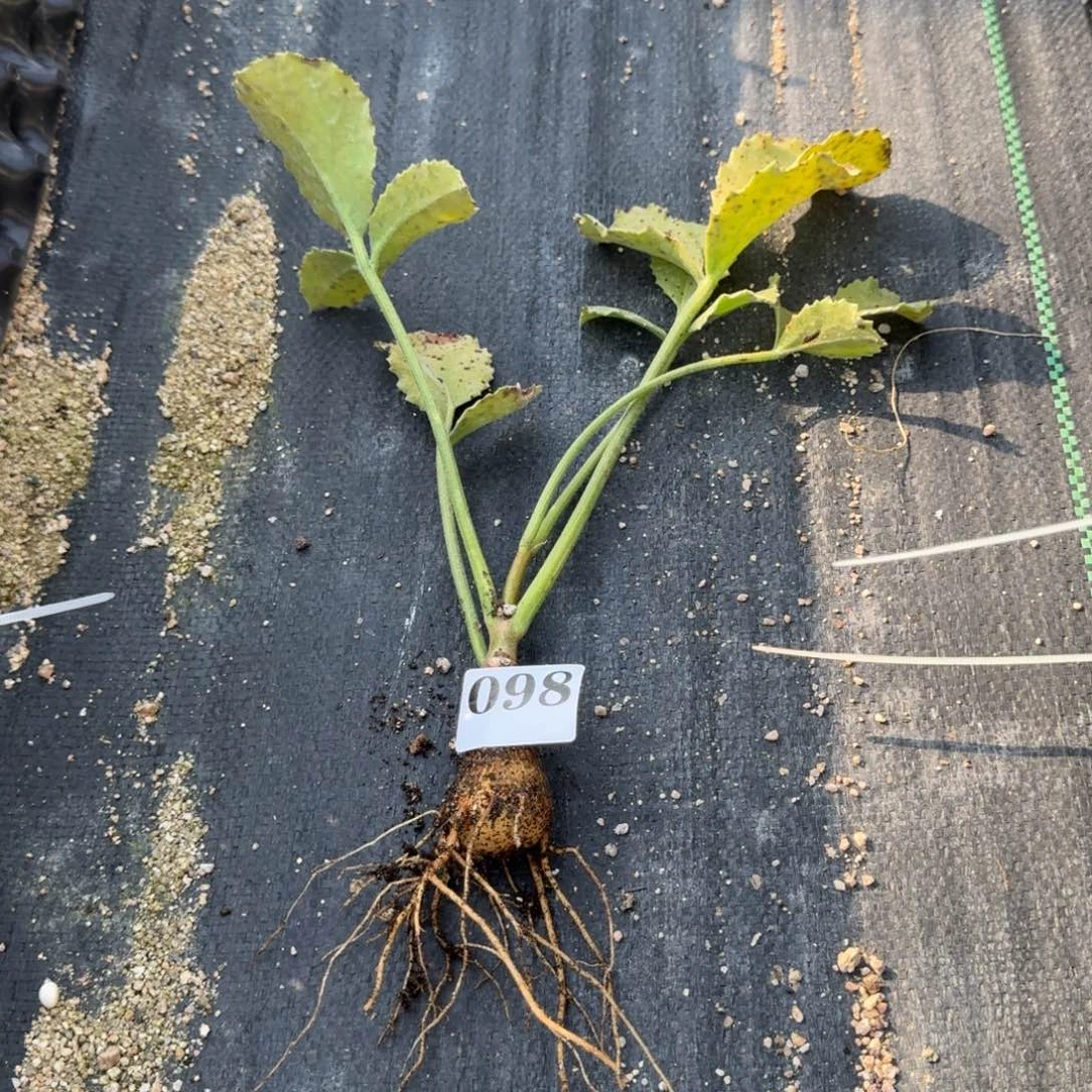 安哥拉葡萄瓮多肉植物