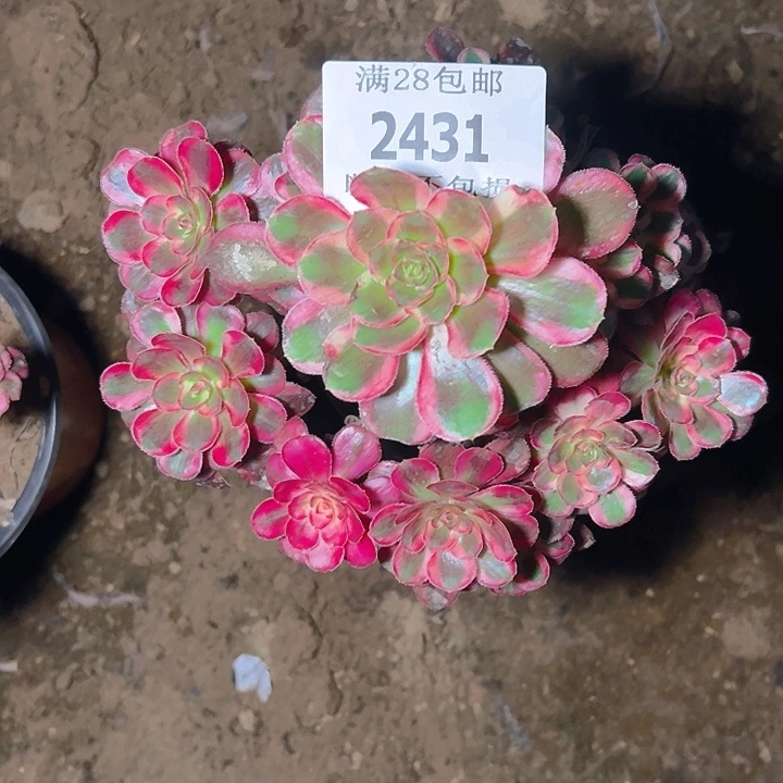 2431香奈尔多肉植物保护