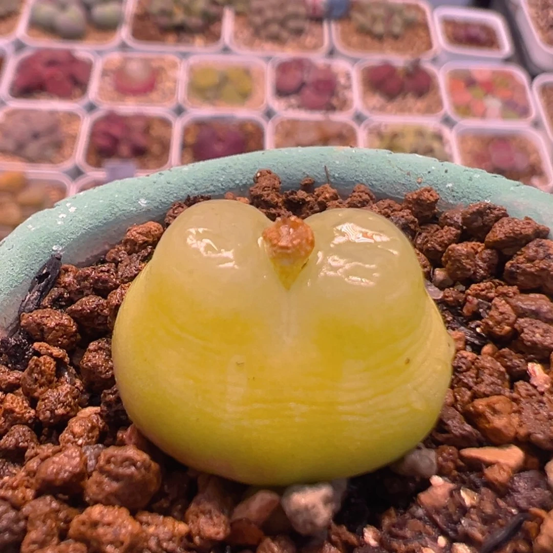 162多肉植物百科名片