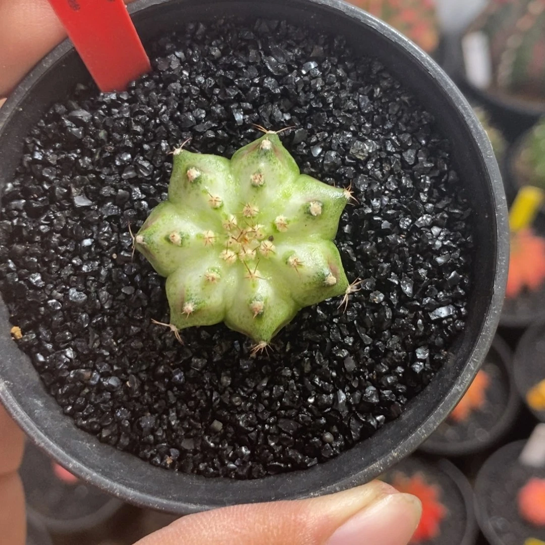 实生海神—脱土发货39