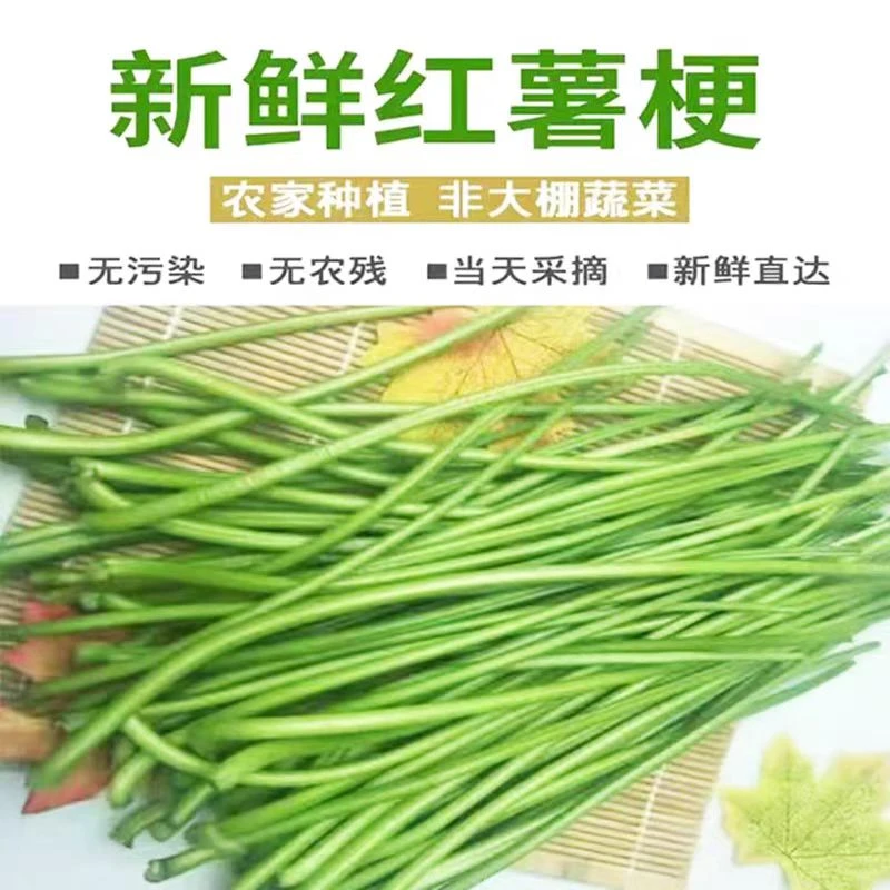 新鲜红薯梗杆现采现发脆嫩露天地瓜杆农家种植蔬菜山芋梗子番薯梗