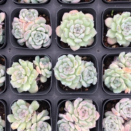 10颗装，精品多肉植物