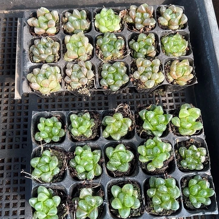 105孔玉露15颗带穴盘随机量拍