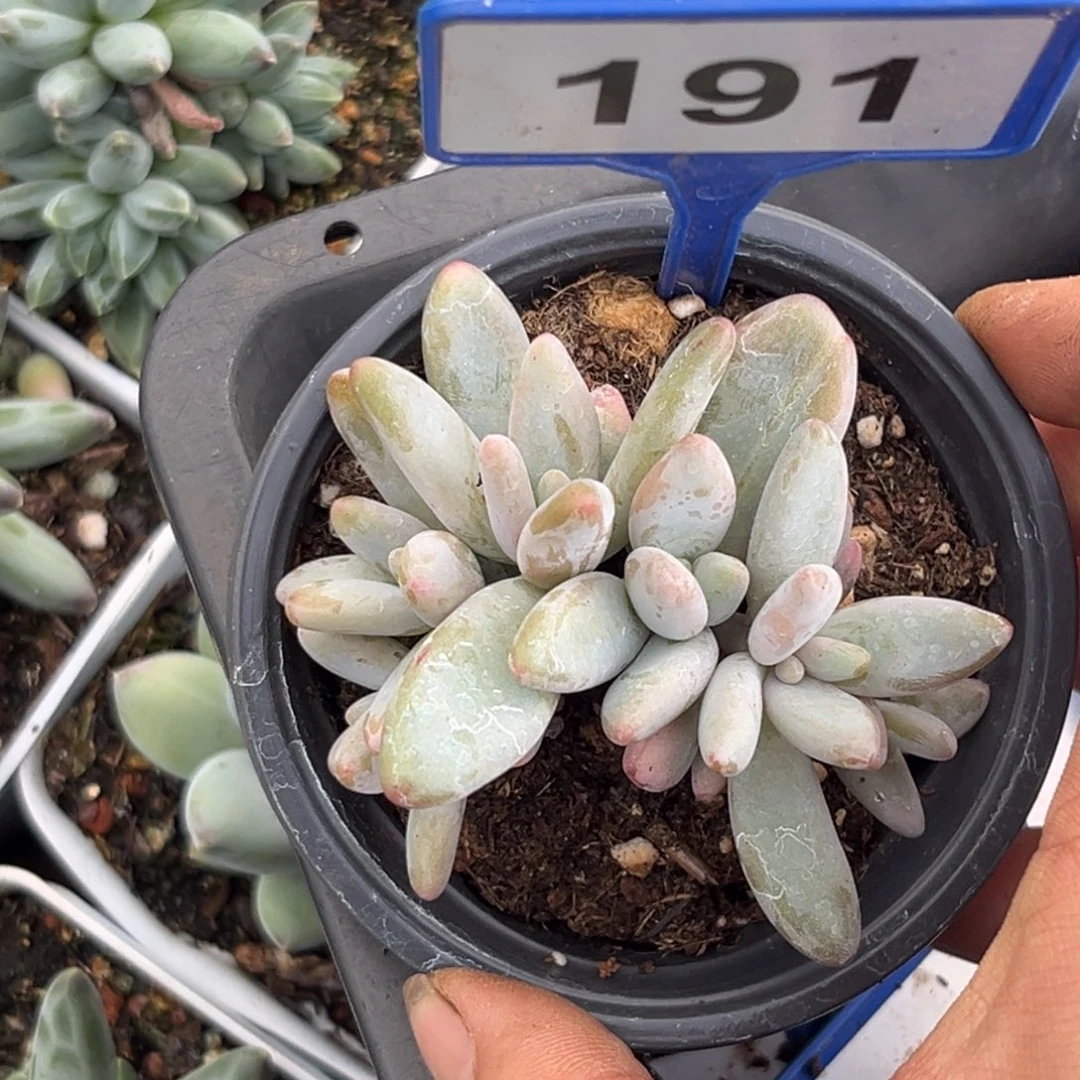 多肉植物企鹅群191