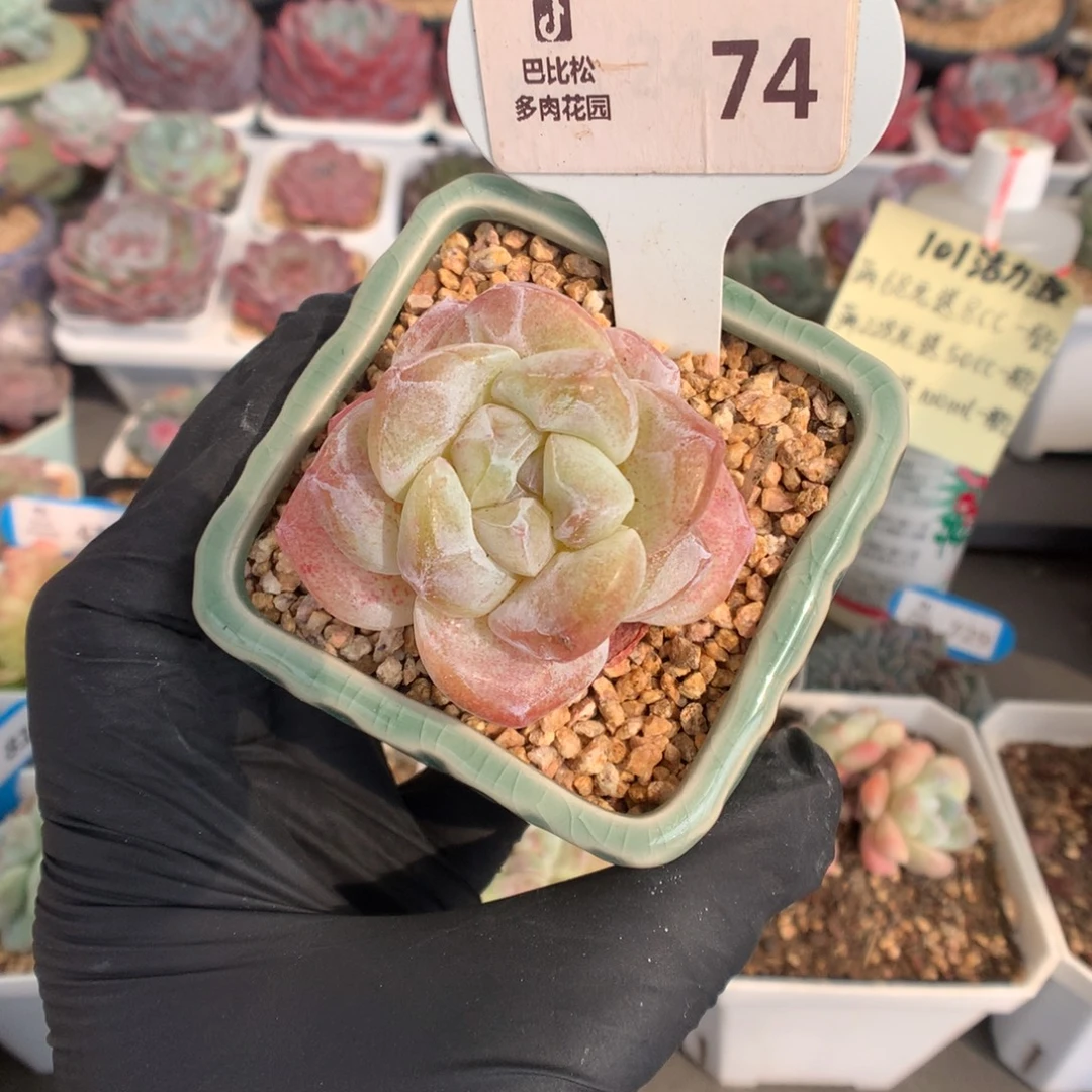 74 冰玉石化多肉多肉